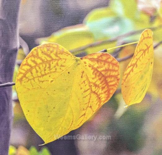 Autumn Leaf by Janet Haist